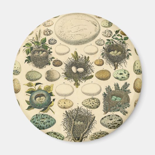 ヴィンテージ　鳥の卵の巣のアート絵画　自然史 マグネット (正面)