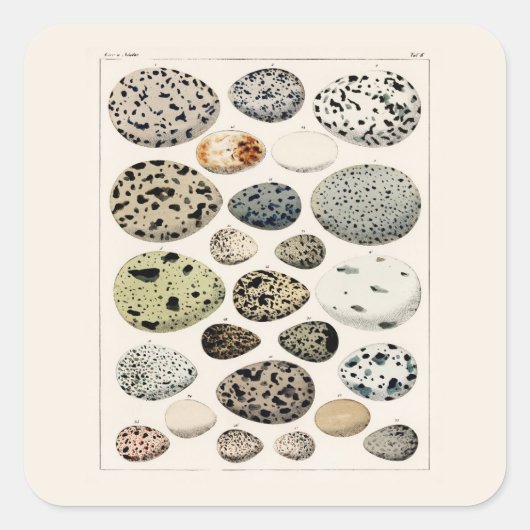 ヴィンテージ「鳥卵」チャート付き四角シール スクエアシール (正面)