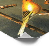 ヴィンテージ – 鳥 – カナリヤ – カゴ – 鳥 – ゴールドフィンチ ポスター (角)