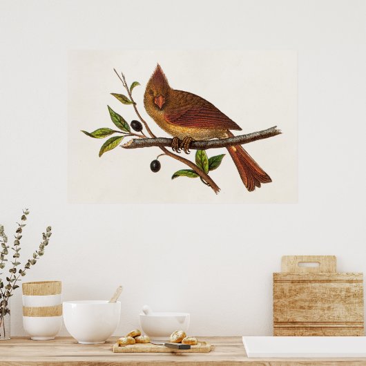 ヴィンテージ（鳥）ショウジョウコウカンチョウソングバードイラストレーション – 女性 ポスター (キッチン)
