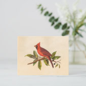 ヴィンテージ(鳥)ショウジョウコウカンチョウソングバードイラストレーション- 1800s ポストカード (スタンド正面)