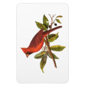 ヴィンテージ（鳥）ショウジョウコウカンチョウソングバードイラストレーション- 1800s マグネット (縦)