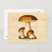 ヴィンテージ 1800年代 キノコ 食用キノコ テンプレート ポストカード (正面/裏面)