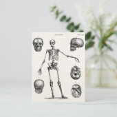 ヴィンテージ 1800年代 スケルトン アンティーク 解剖学 スケルトン ポストカード (スタンド正面)