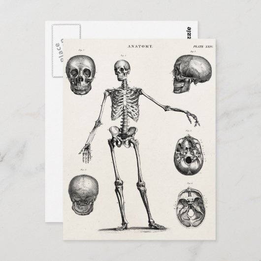 ヴィンテージ 1800年代 スケルトン アンティーク 解剖学 スケルトン ポストカード (正面/裏面)