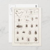 ヴィンテージ 1800年代 虫 昆虫 甲虫 イラスト ポストカード (正面/裏面)