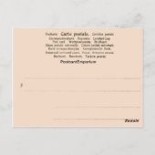 ヴィンテージ, 1890, Trummelbach秋, Lauterbrunnen ポストカード (裏面)