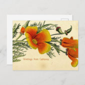 ヴィンテージ, 1910,カリフォルニアからの挨拶 ポストカード (正面/裏面)