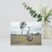 ヴィンテージ 1977 オーストリッチ サファリ ポストカード (スタンド正面)