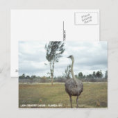 ヴィンテージ 1977 オーストリッチ サファリ ポストカード (正面/裏面)