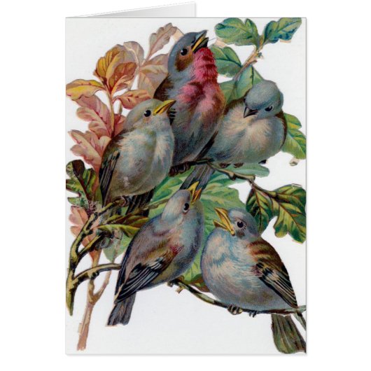 ヴィンテージ- 5羽の歌の鳥、 (正面)