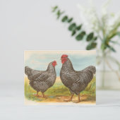 ヴィンテージ "Barred Plymouth Rock Chickens" ポストカード (スタンド正面)
