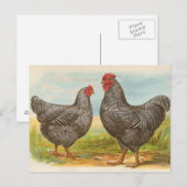 ヴィンテージ "Barred Plymouth Rock Chickens" ポストカード (正面/裏面)