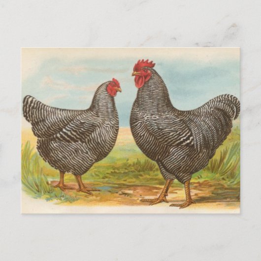 ヴィンテージ "Barred Plymouth Rock Chickens" ポストカード (正面)