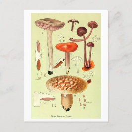 ヴィンテージ「New British Fungi」キノコのはがき ポストカード