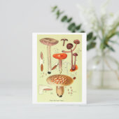 ヴィンテージ「New British Fungi」キノコのはがき ポストカード (スタンド正面)