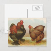 ヴィンテージ "Partridge Cochin Chickens" ポストカード (正面/裏面)