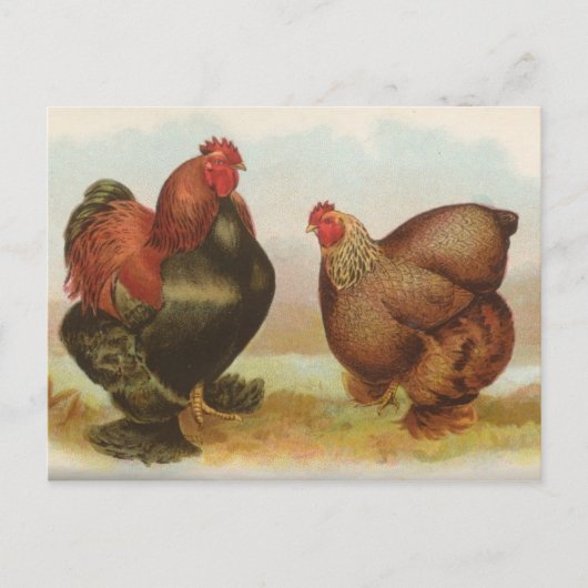 ヴィンテージ "Partridge Cochin Chickens" ポストカード (正面)