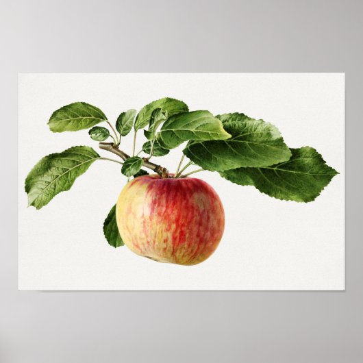 ヴィンテージApple Fruit Water 絵画 color's ポスター (正面)