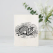 ヴィンテージBobcat 1800sボブ猫リンクスイラストレーション ポストカード (スタンド正面)