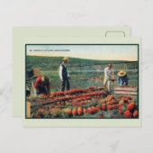 ヴィンテージc 1900パイナップルプランテーションハワイ ポストカード (正面/裏面)