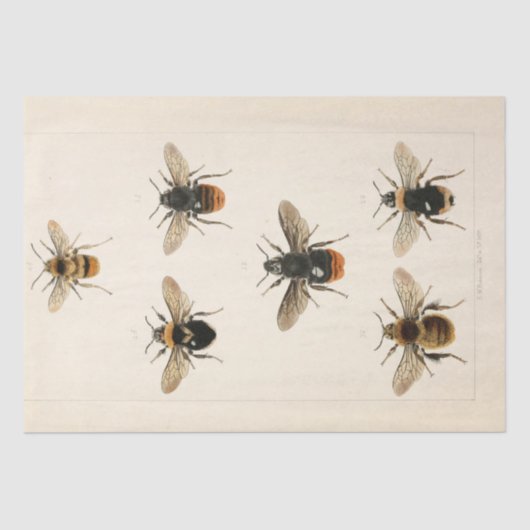 ヴィンテージEphemeraスクリプトbeeデクページ 薄葉紙 (正面)