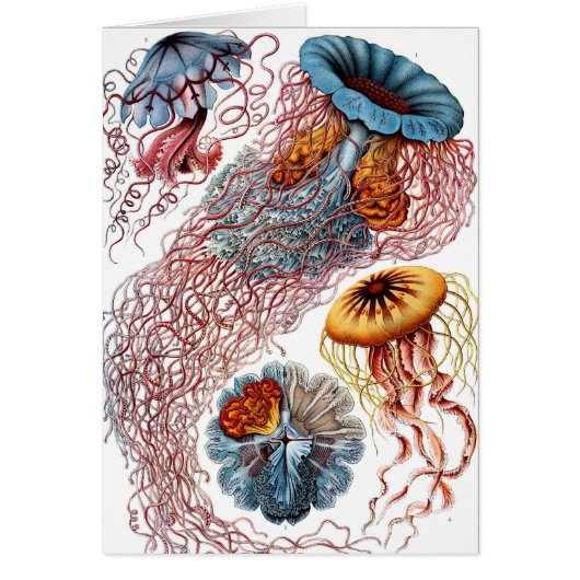 ヴィンテージErnst Haeckel, Discomedusae (正面)