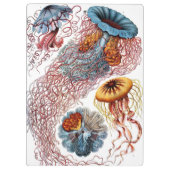 ヴィンテージErnst Haeckel, Discomedusae クリップボード (裏面)