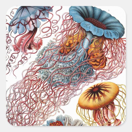 ヴィンテージErnst Haeckel, Discomedusae スクエアシール (正面)