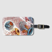 ヴィンテージErnst Haeckel, Discomedusae ラゲッジタグ (正面横)