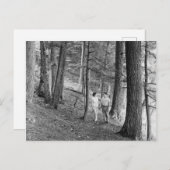 ヴィンテージIMPレイクハイキングトレイル、上部半島 ポストカード (正面/裏面)