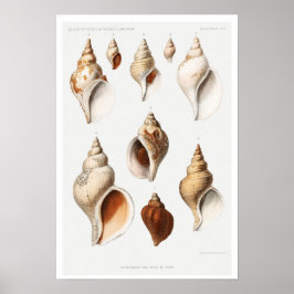 ヴィンテージMULLOSCS（北海産）ポスター ポスター