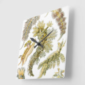 ヴィンテージNudibranchia、シースラグby Ernst Haeckel スクエア壁時計 (傾斜)