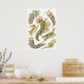 ヴィンテージNudibranchia、シースラグby Ernst Haeckel ポスター (キッチン)