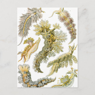 ヴィンテージNudibranchia、シースラグby Ernst Haeckel ポストカード