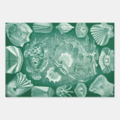 ヴィンテージTeleostei Shells and Fish by Ernst Haeckel ラッピングペーパーシート (正面)