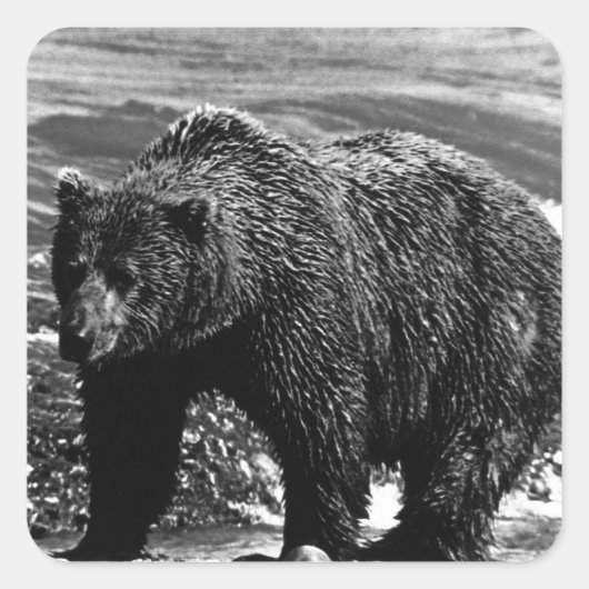 ヴィンテージUSAアラスカブラウンベア1970 スクエアシール (正面)