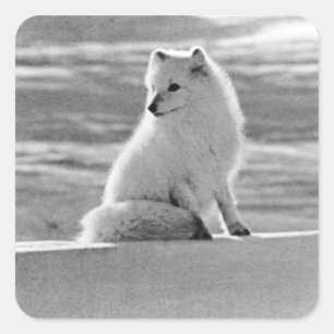 ヴィンテージUSAアラスカ北極フォックス1970 スクエアシール