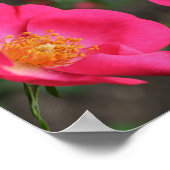 ヴィヴィヴィッドピンクローズ花びら抽象芸術フローラアート ポスター (角)