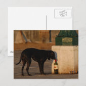 ヴェニスの犬 ポストカード (正面/裏面)