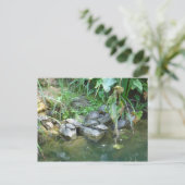 ヴェネツィア・ジャルディーニ・テラピン ポストカード (スタンド正面)