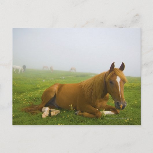 ヴェネトイタリア2 ポストカード (正面)