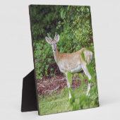 ヴェルベットの若いバク フォトプラーク (側面)