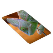ヴェールイエメンカメレオン マグネット (右側)