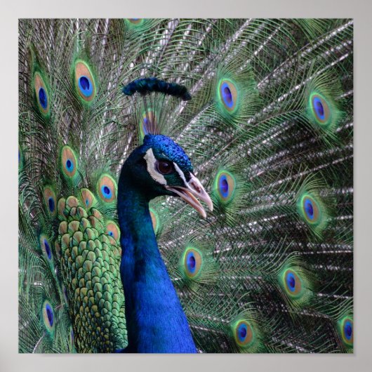 ヴォーグ ポスター (正面)