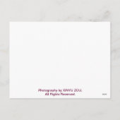 一休日の水辺 シーズンポストカード (裏面)