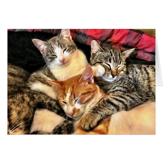 一体性 (正面横)