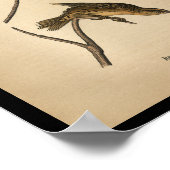 一八九〇鳥プリントヨシ鳥ボボリンク ポスター (角)