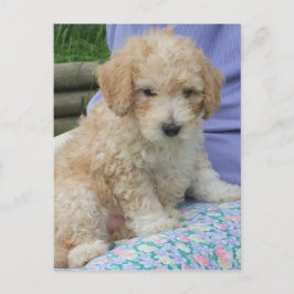 一匹の愛らしいキャバプーの子犬がこちらを見つめている様子、背景は切り抜かれています ポストカード