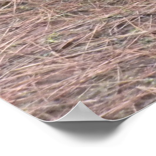 一匹の野鳥 ポスター (角)